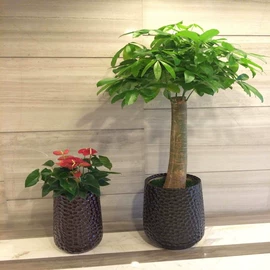 盆栽;乔木;花盆容器