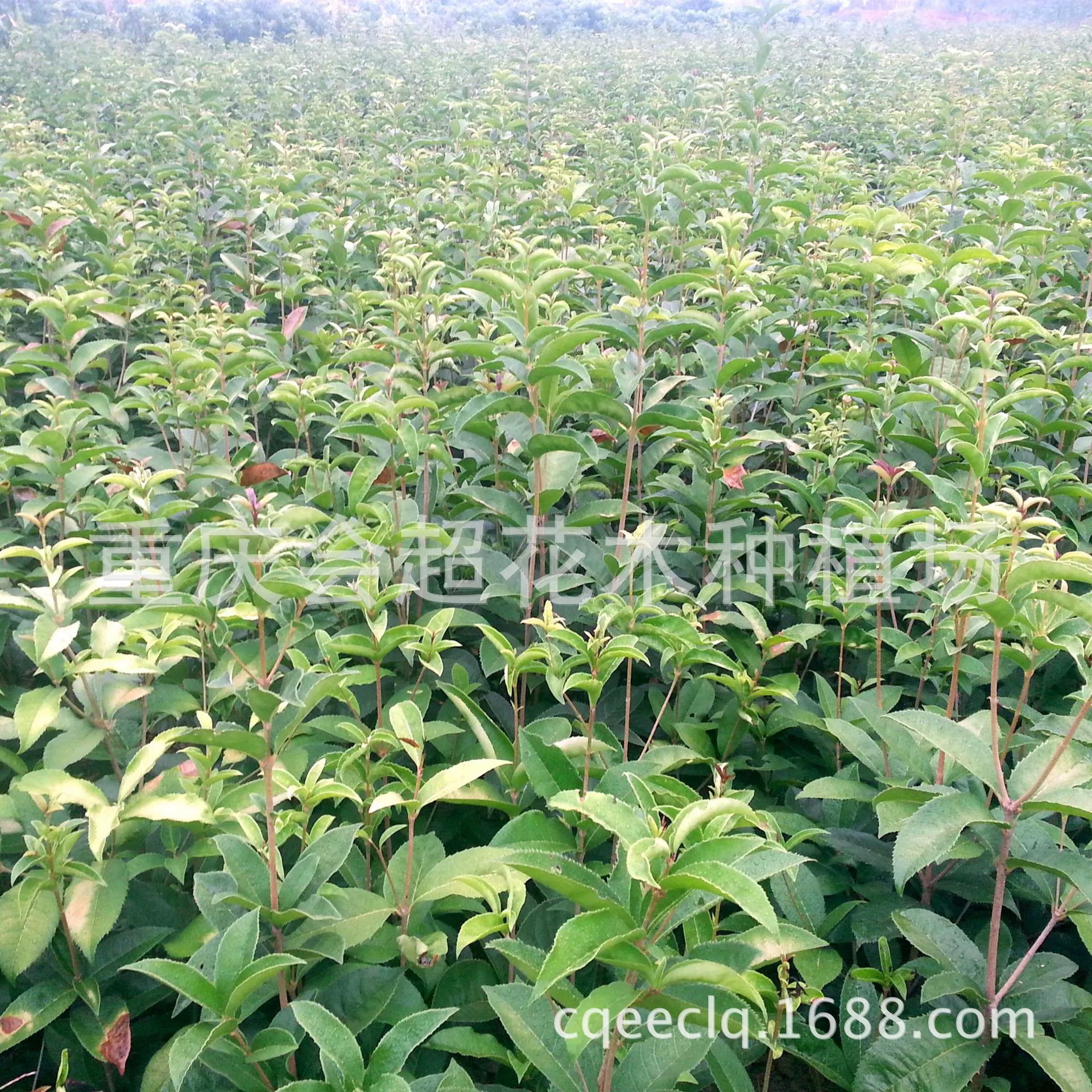 В августе продается большое количество саженцев османтуса размером 1-15 см. Различные характеристики османтуса являются большими.