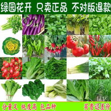 小白菜 香菜 萝卜黄瓜 辣椒黄秋葵草莓番茄香葱韭菜