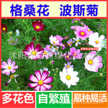 ��˹�շN�ӻ�ɫ��ɣ���ļ�Ұ���M�ϷN���ײ��G��ͥԺ���Բݻ��N��