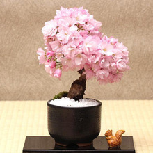 �ѻ��N�әѻ���N����ľ�N�ӻ��ܷN��20���b�׷N�׻��