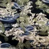 Dragon 35*150