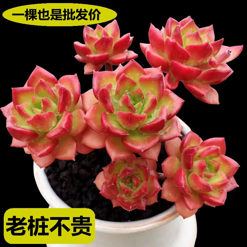 Jinglang Succulent Plant Wholesale Old Pile Group Small Pile with Pole Pile Marcus Green Star Beauty Ruby Group Jinglang Succulent Plant Wholesale Old Pile Group Small Pile with Pole Pile Marcus Green Star Beauty Ruby Group