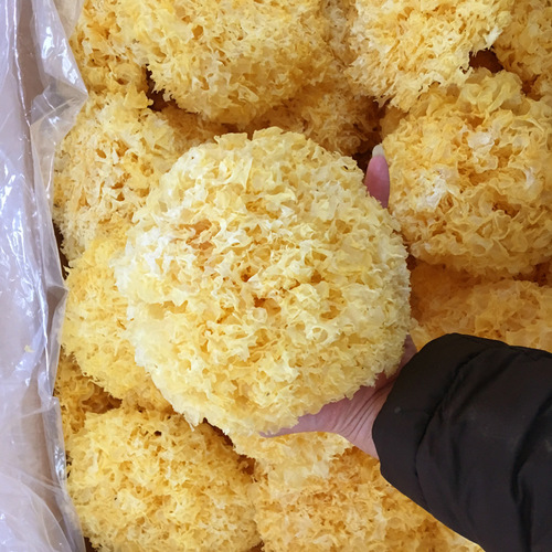 Dried Snow Fungus (Tremella Fuciformis) in Large, Independent Packaging - High-Quality, Non-Ugly, Glutinous Snow Fungus - Ancient Tian Snow Fungus Wholesale