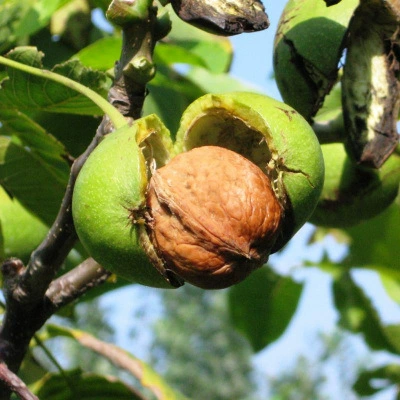 Рассада грецкого ореха 8518 Привитая рассада Бумажная кора плодоношения фруктовых деревьев в год посадки на юге и севере