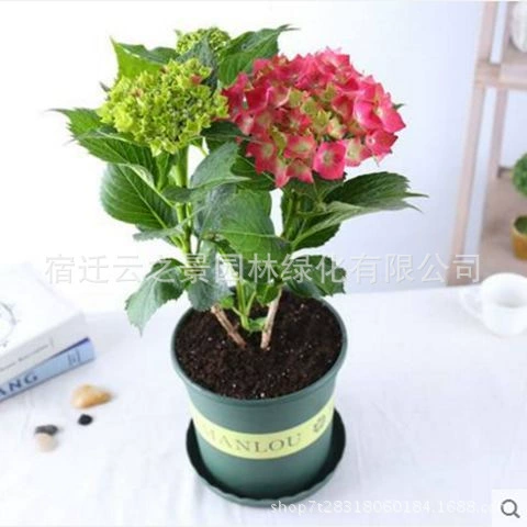 Саженцы гортензии для озеленения, комнатные цветы, выращиваемые в горшках, которые распускаются в этом году, цветы для двора, для рабочего стола в офисе, на балконе, вечнозеленые и красивые круглый год.