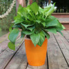 Automatic big resin, plastic flowerpot, wholesale