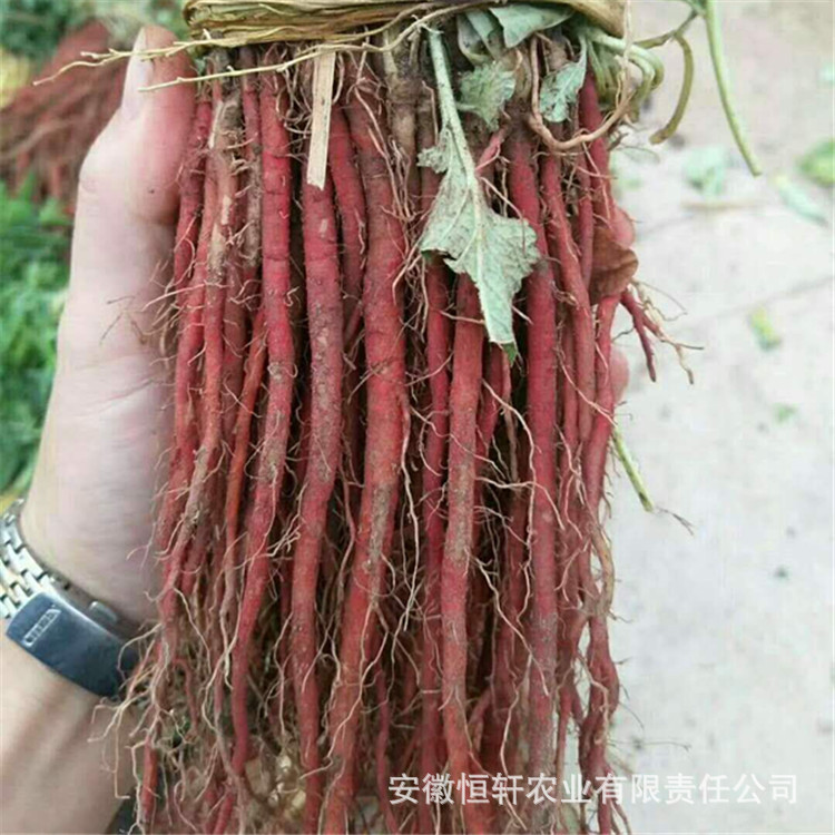 批发优质改良新品种高产丹参苗产地直销量大从优改良紫丹参种苗