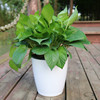 Automatic big resin, plastic flowerpot, wholesale