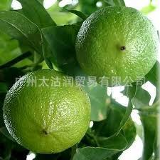 供应佛手柑精油 Bergamot oil 佛手柑油 CAS:8007-75-8 香柠檬油