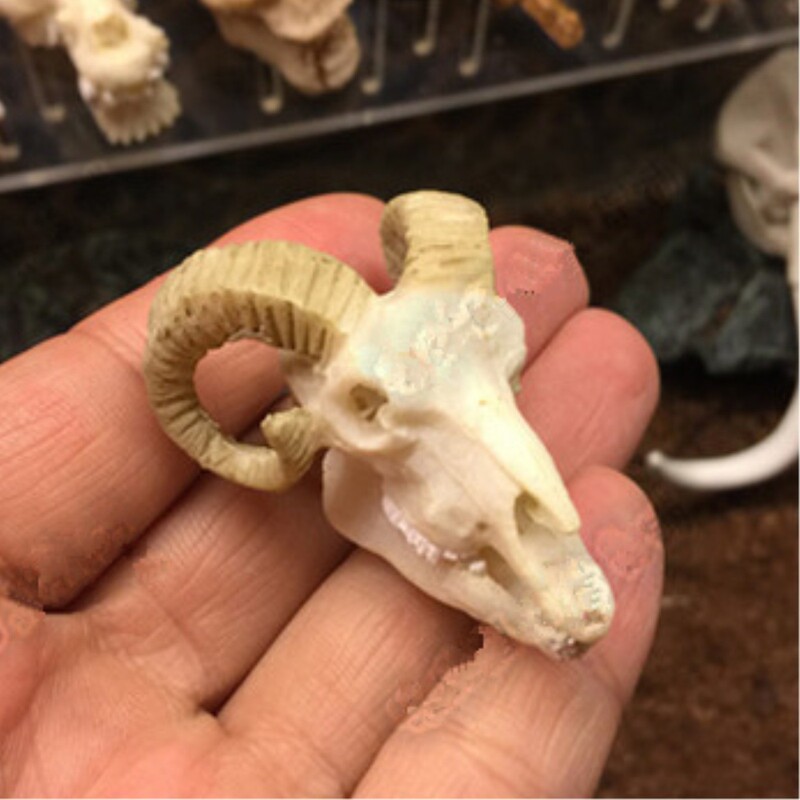 Aquarium Fish Tank Ornaments Water Grass Landscape Dinosaur Crocodile Sheep Resin Skull Rhino Animal Pet Room Skull