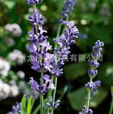 法国薰衣草精油 薰衣草油 薰衣草精油Lavender oil CAS 8000-28-0