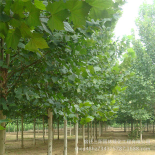 ���ش���������ͩ ��ͩ�� �����е��� ��ͩ�� ���󃞻�