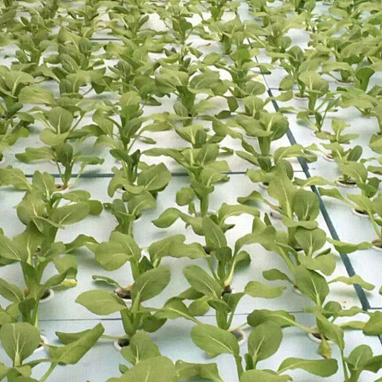 Esponja de plantación sin suelo vegetal al por mayor plántula hidropónica espuma cilíndrica agujero medio espuma de plantación almohadilla de esponja de alta densidad