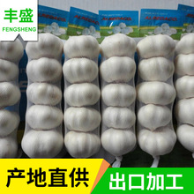 厂家供应 山东大蒜出口级大蒜 纯白大蒜 普白大蒜 红蒜 白皮蒜