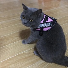 宠物猫咪胸背带遛猫绳防挣脱背心式胸背带外出小狗狗胸背带猫用品