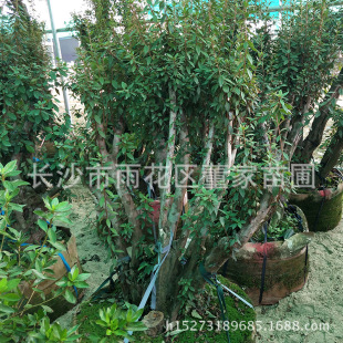 ���lӳɽ�t�Ř��^ �辰 ӳɽ�t���� �@�־G���L���Ø����Թ���