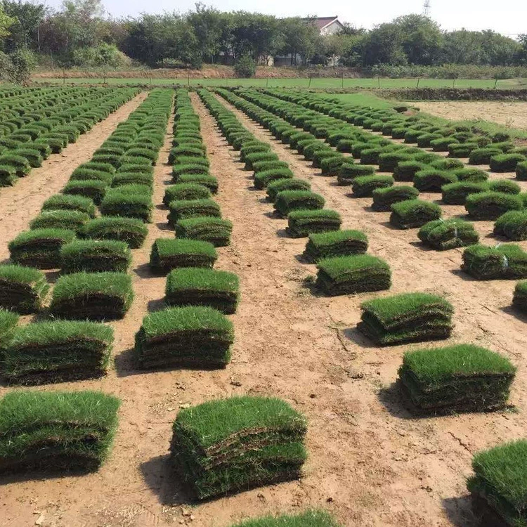 Производитель искусственного газона «Четыре сезона», устойчивого к засухе, для внутреннего дворика, с основой из манильской травы, для холодного сезона.