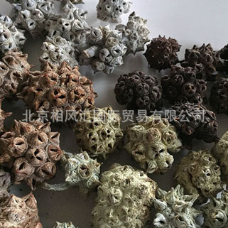 [Multi-head Bell] imported dried fruit dried shell natural plant flower home decoration flower arrangement photo props
