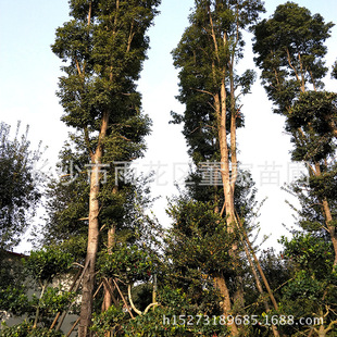 ���l��z�ľ��� ��z��L���� 20���ֽ�z� ���ͺ�Ҏ��ȫ