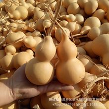 基地供应天然大亚腰葫芦大中小号葫芦工艺品摆件大亚腰葫芦大量批