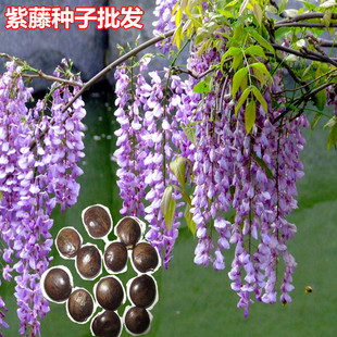 ���ٻ��N������ֲ�����}�����S�h�N���ذ껨�绨�����l���ٷN��