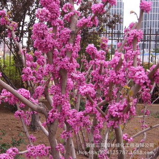 ���ص̓r�������|���G�� �������G��ͥԺ�G����ľ