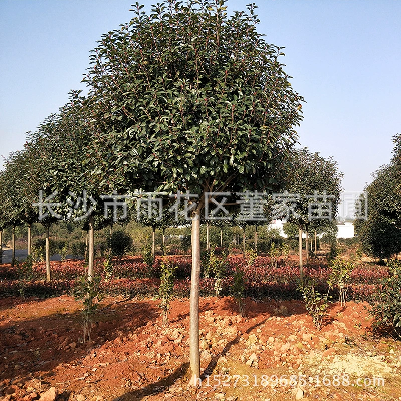 Фотиния fraseri 8-10 см Dongjia детская Фотиния fraseri Обрезка Корона цена оптом