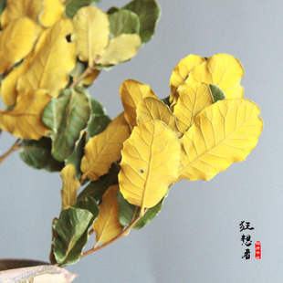 �����ߡ���ľ�~��ɭϵ��Ȼ�ɻ����滨֦����֦�~�҃��b廨ˇ