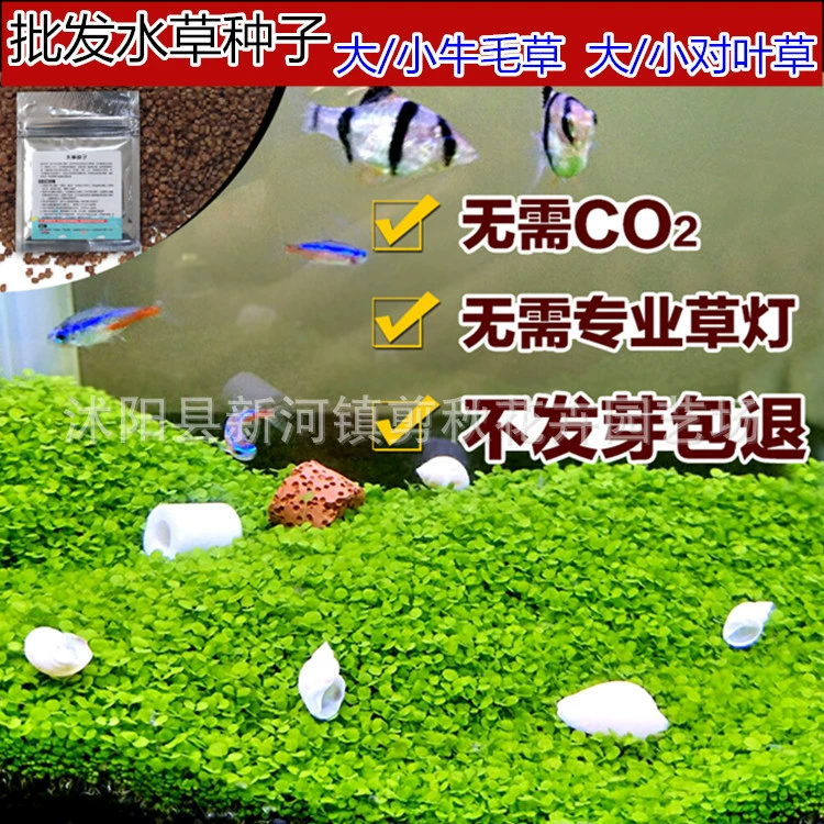 Водные семена трав аквариум озеленение большой коровьей шерсти теленка волосы мини-пара листьев семян трав Fish Tank перспектива быстрое семя