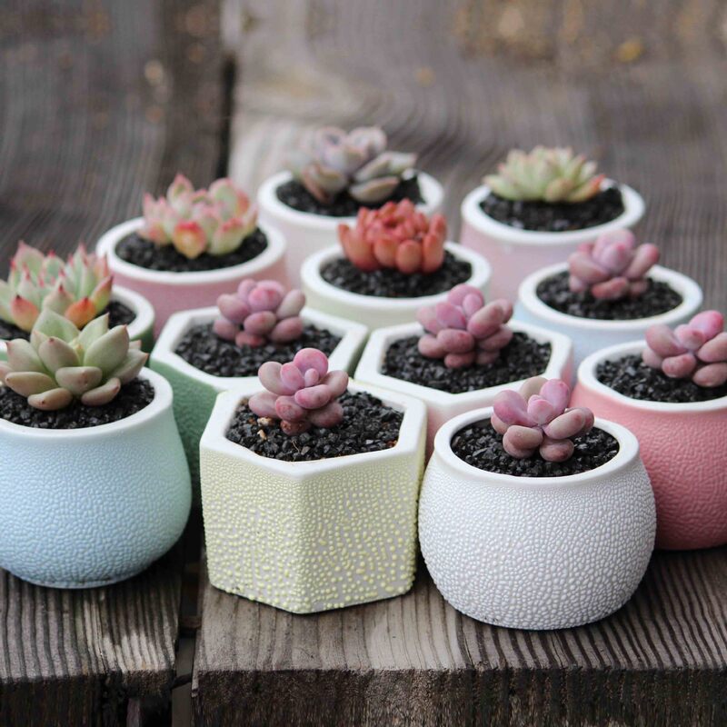 New Pearl Glazed Thumb Flower Pot Rainbow Colour Pots Ceramic Breathable Pot White Porcelain Flower Pot Fleshy Plant Floret New Pearl Glazed Thumb Flower Pot Rainbow Colour Pots Ceramic Breathable Pot White Porcelain Flower Pot Fleshy Plant Floret