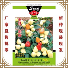 彩椒种子老铁666彩椒 食用观赏两用泡椒种子 子龙种苗
