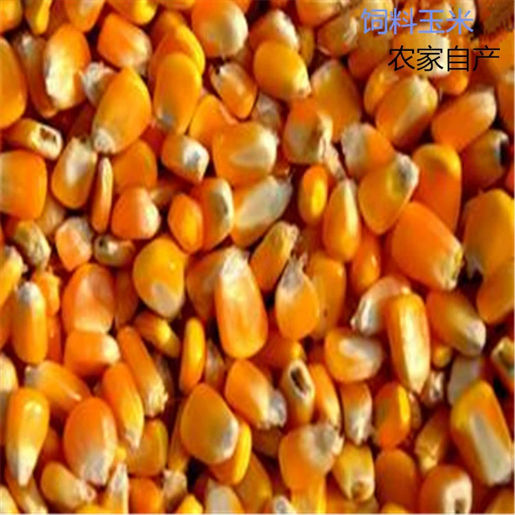 Новые продукты на ферме Сухие кукурузные зерна