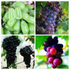 Grape seed seeds, seeds seeds, vegetable potted fruits, balcony balcony potted courtyard sowing