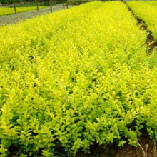 ������ֱ�N�����~Ůؑ���S�~Ůؑ�������СҎ���Кgӭ�����ԃ