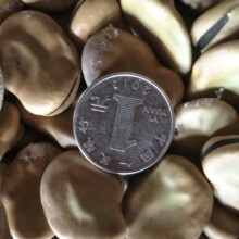 �Q�� �ձ����Ƥ�Q�� ���x�Q�����l ��؛���Q��