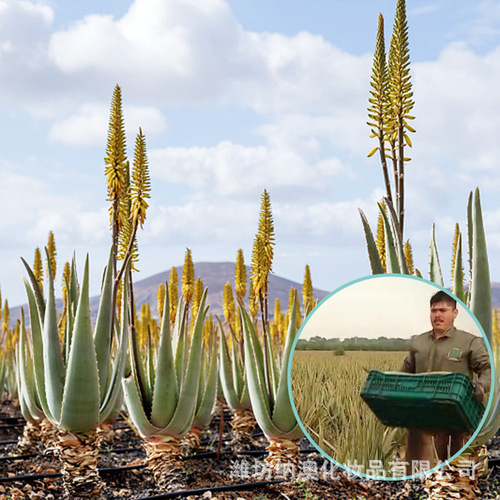 Origin of U.S.A. Curacao Aloe Vera Gel Aromatherapy Plant Hydrating No Tightness