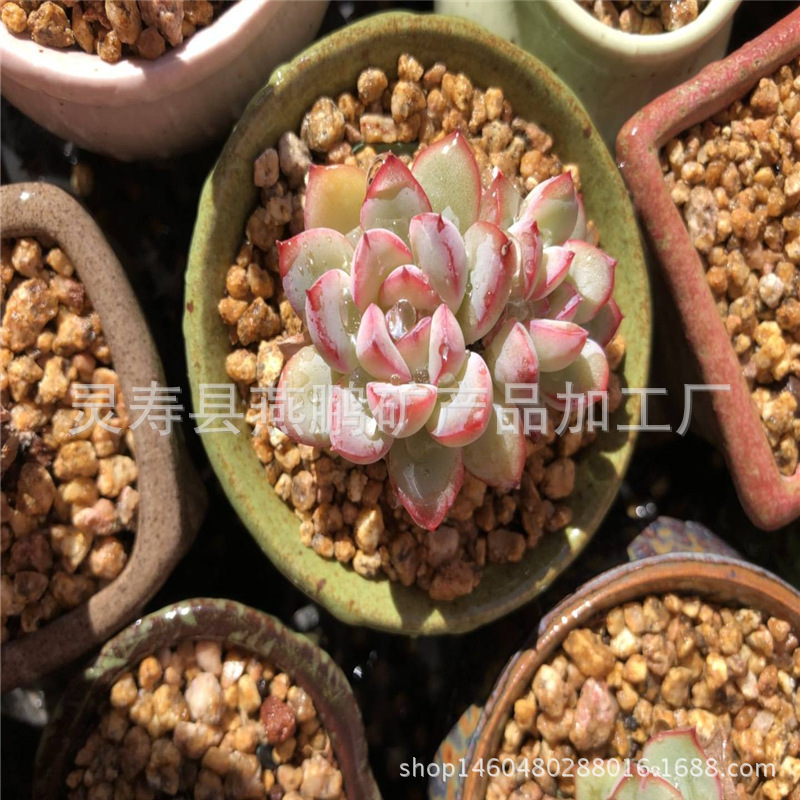 直销黄金麦饭石多肉铺面黄金土水处理麦饭石颗粒麦饭石粉厂家