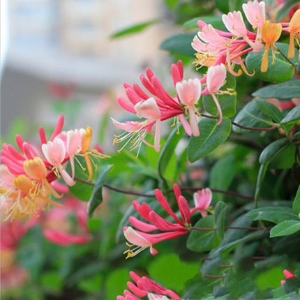 室内盆栽地栽金银花盆栽苗金银花树苗银花藤攀援藤本花卉庭院种植