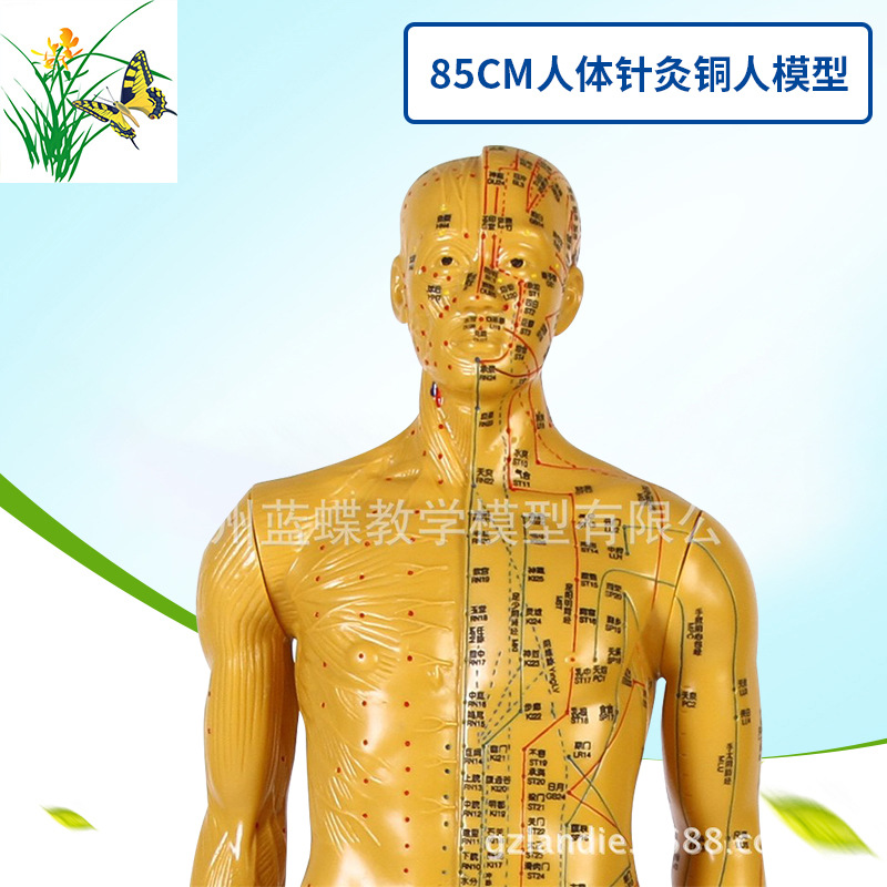 �������ģ��/���ͭ��ģ��/Ѩλͭ��/���徭��ģ�ͣ�ͭɫ��85CM