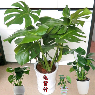 Monstera Potted Hydroponic Indoor Large Green Plant Flower Penglai Banana Wire Orchid Perforated Taro