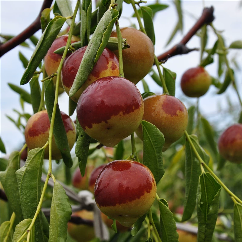 Саженцы зизифуса, саженцы зизифуса, зимние саженцы зизифуса Чжанхуа, прививка снежно-красного зизифуса, саженцы фруктов, саженцы в горшках и на грунте.