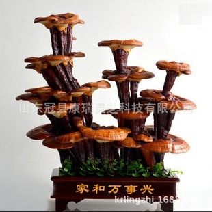 灵芝盆景批发 山东灵芝种植基地 山东灵芝盆景 康瑞灵芝盆栽-阿里巴巴