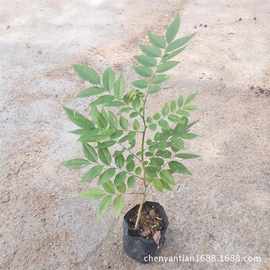 厂家批发黄花梨树苗四季常青降香黄檀苗园林绿化树海南黄花梨袋苗