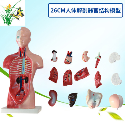 Mannequin 28CM Trunk human body Visceral heart anatomy Model Medical Science Teaching aids Skeleton children Puzzle Toys