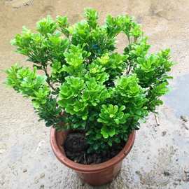 米兰花苗室内香味植物盆栽  长期开花 米兰苗盆栽 可驱蚊植物