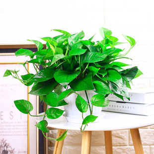 Green Radish Indoor Potted Plant Green Leaf Green Radish Desktop Display Green Radish Base Delivery Home Air Purification