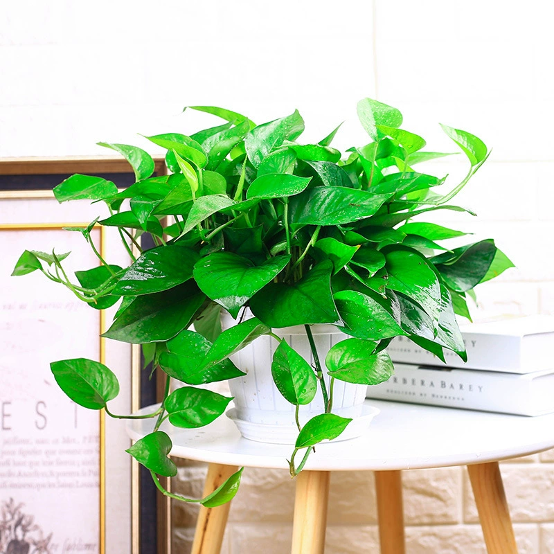 Зеленая редиска в горшке для выращивания в помещении, зеленая редиска с зелеными листьями, настольное украшение, зеленая редиска, отправка с базы, очистка воздуха для дома.