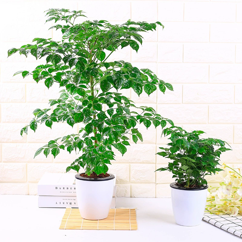 Удачное деревце, маленькое зеленое растение для удачи, маленькое гидропонное растение в горшке, простое в уходе, свежий бонсай для офиса.