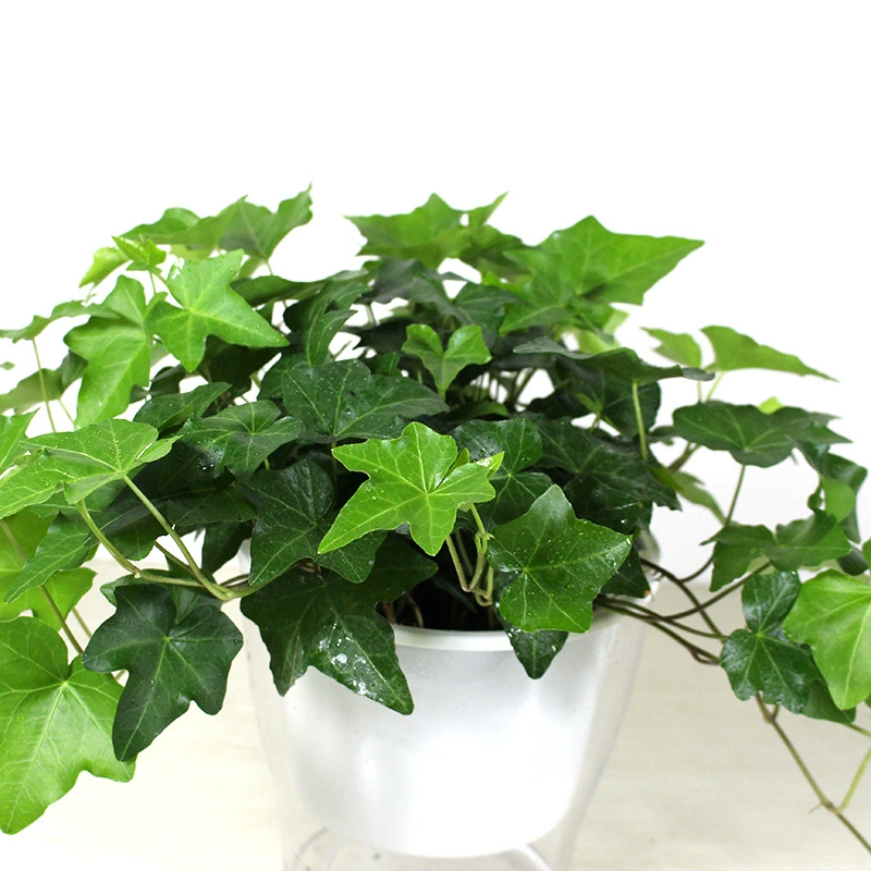 Плющ, легко растение в гостях, растение-паук в горшках, Пномпень, цветок плюща, балкон, лоза, зеленое растение, защита от теней